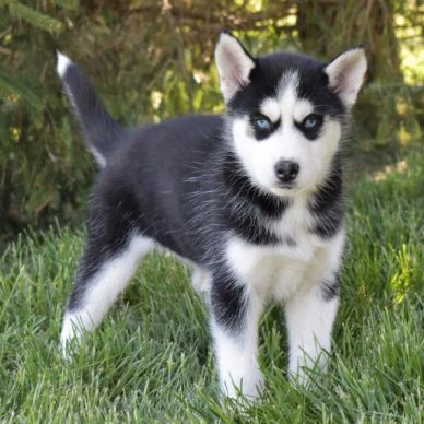 Alert Siberian Husky puppy with striking blue eyes stands on green grass.