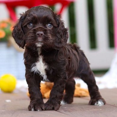 Small brown puppy with white chest.