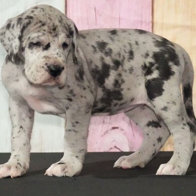 Spotted Great Dane puppy standing on a black surface.