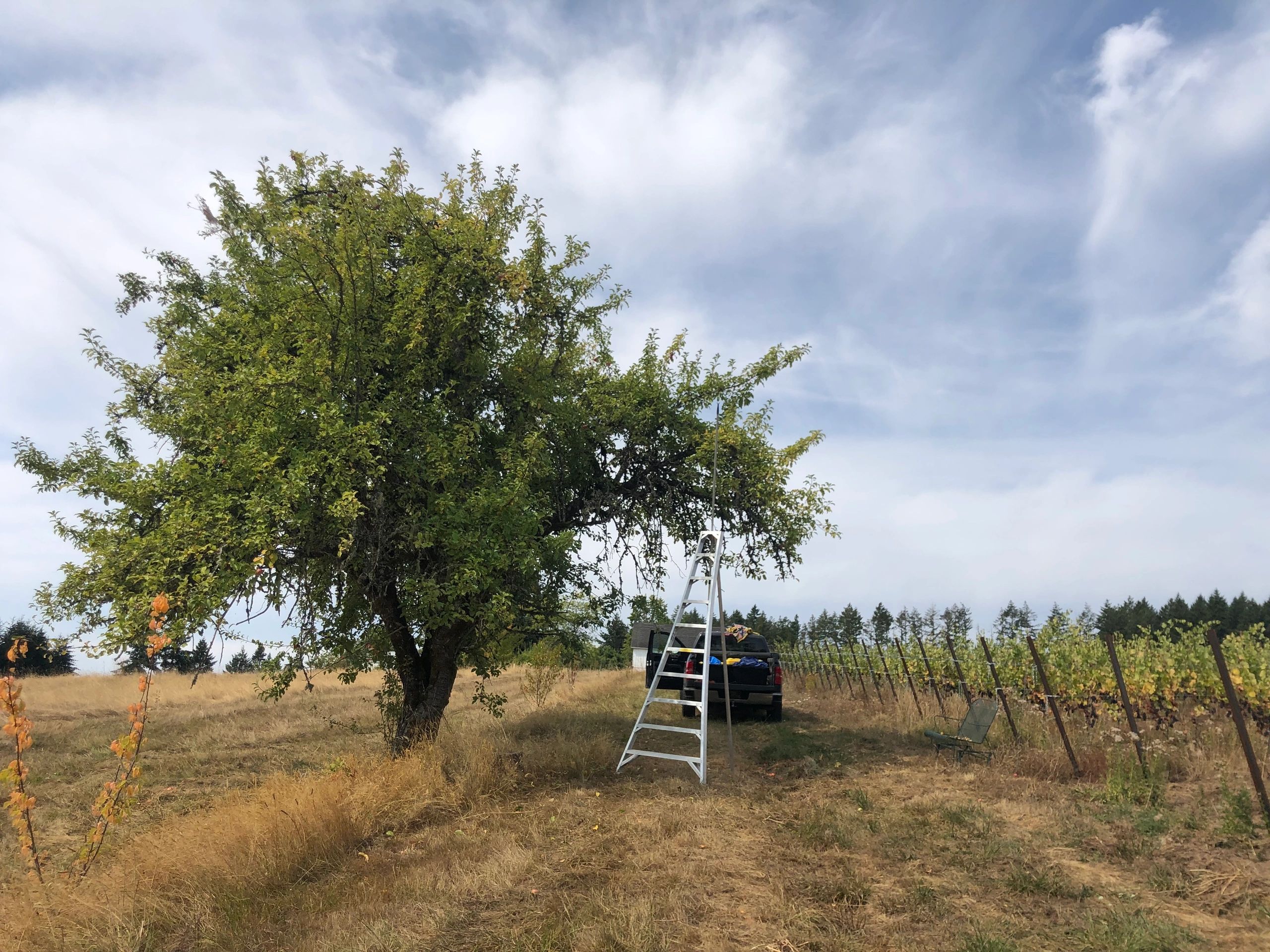 Carola Wine + Cider OG image