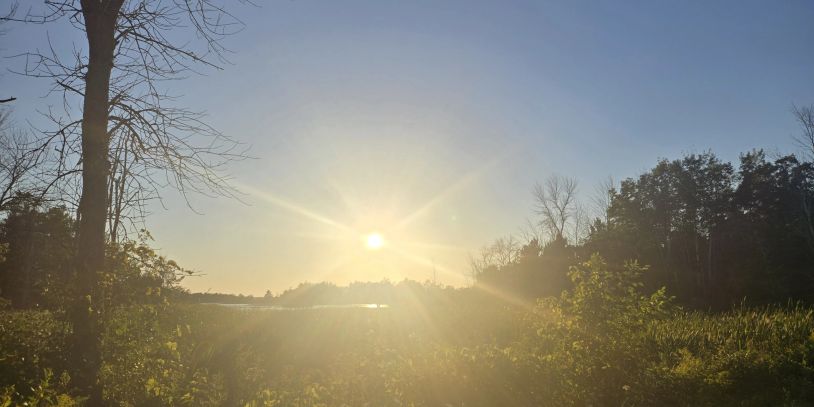 Forest sunrise representing hope, safety, and healing.