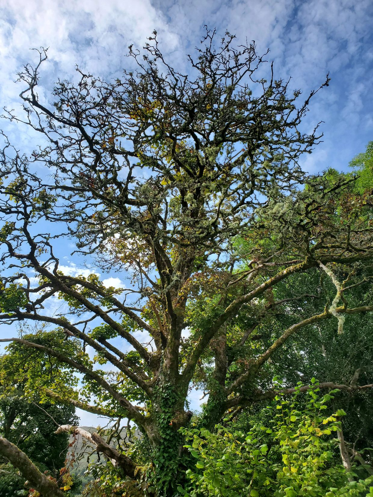 A tall tree with moss and leaves against a blue sky.