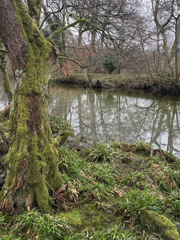 A photograph taken in Luss, United Kingdom, of a moss-covered tree growing beside a quiet river. The