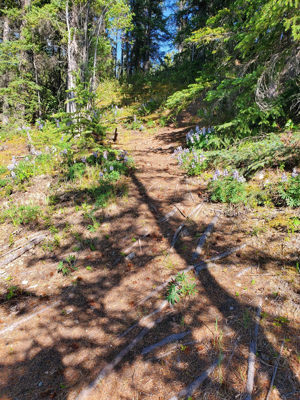 A peaceful forest path surrounded by wildflowers, representing hope, resilience, and moving forward 