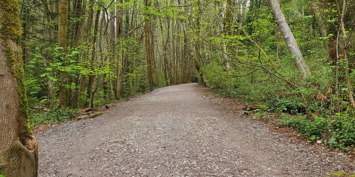 A quiet woodland path representing healing one step at a time.