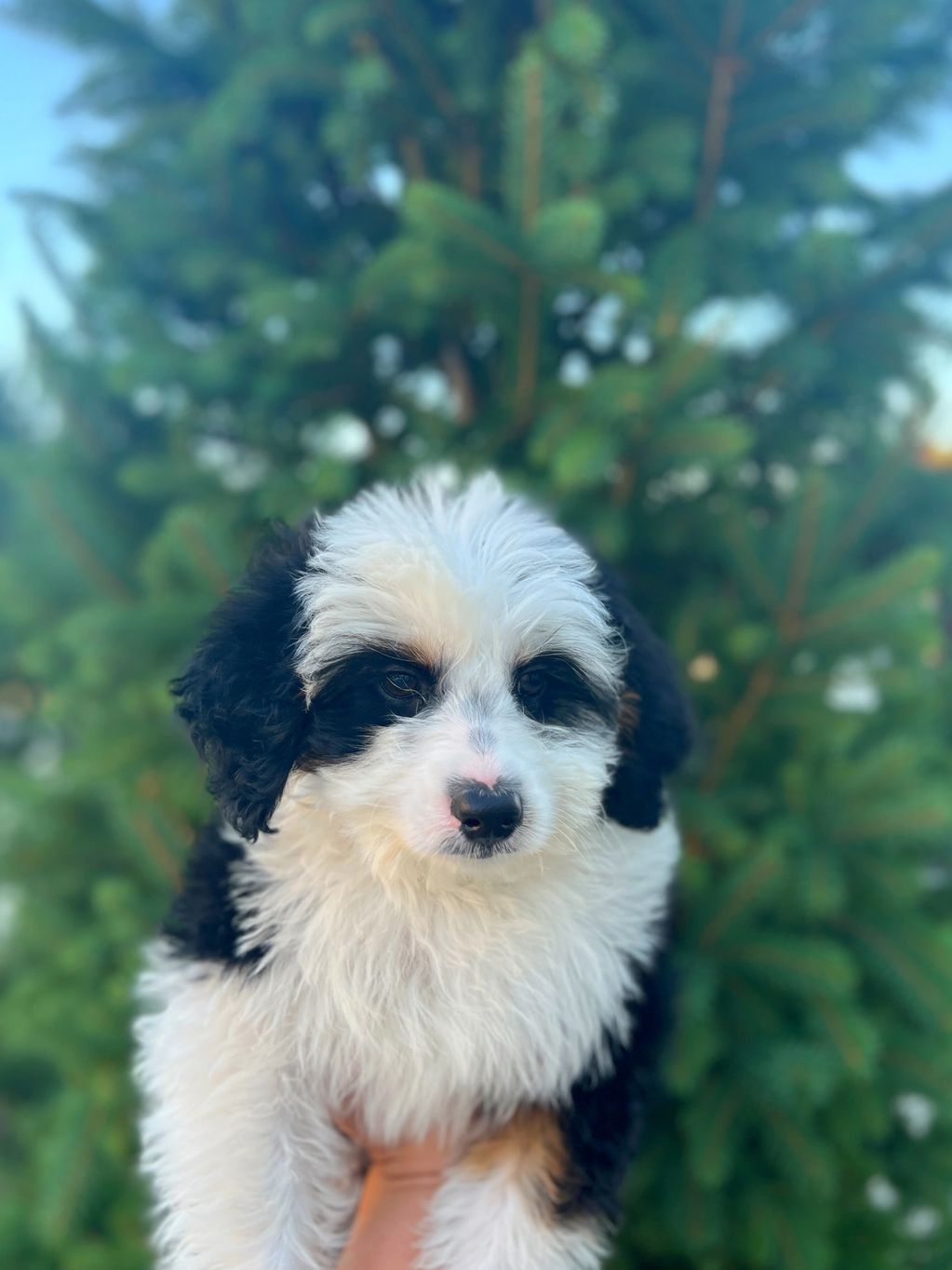 Big Hunk, Micro Mini F1 Aussiedoodle. $1800, including flight and flight nanny to you in USA!