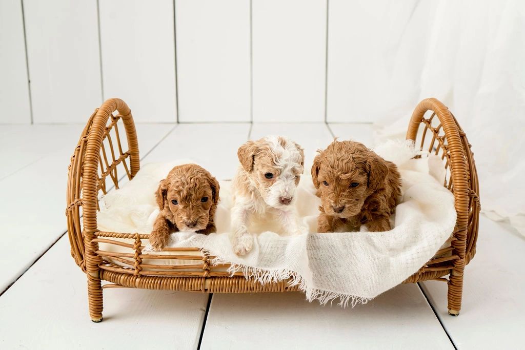 Available Puppies