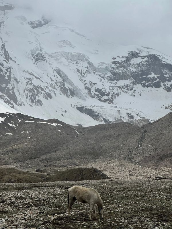 Horses grazing peacefully in front of the majestic snow-clad Adi Kailash range