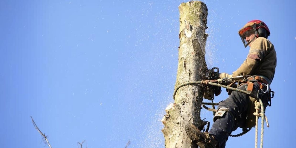 Top Branch Tree Service Tree Services Asheville, North Carolina