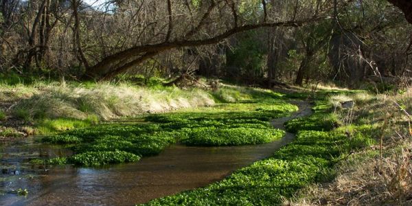 Sonoita Creek Watershed stream