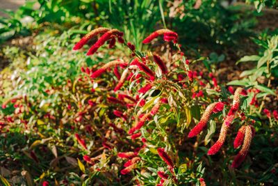 new river gardens plant red flower