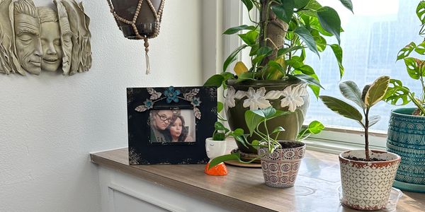 Plants on shelf