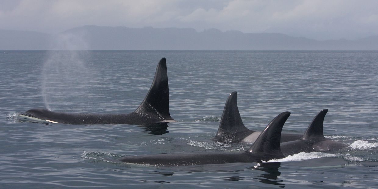 Three orcas swim close to the water surface with a misty breath visible.