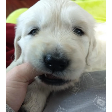 English Cream Golden Retriever Puppy 