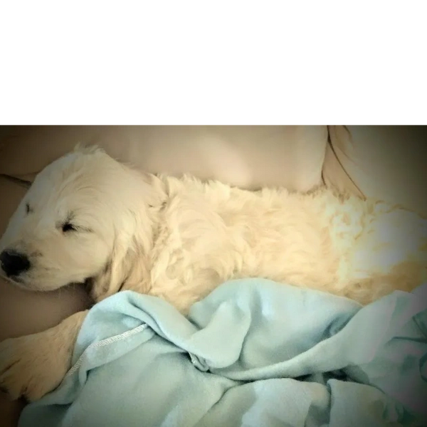 English Cream Golden Retriever Puppy. Puppies for sale next year