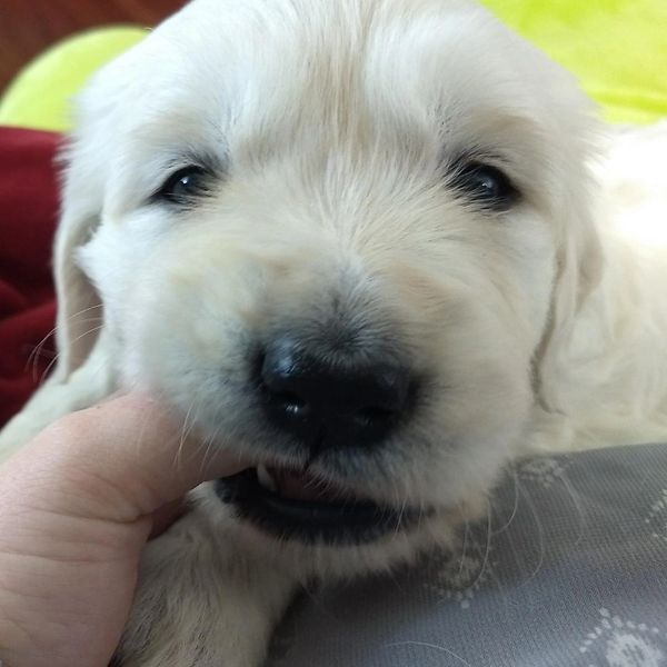 English Cream Golden Retriever 