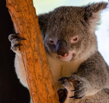 Close-up of a koala gripping a tree trunk with sharp claws.