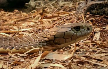 Close-up of a snake's head blending with dry leaves and soil.