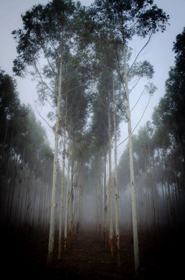 Tall trees in a foggy forest create a mysterious atmosphere.