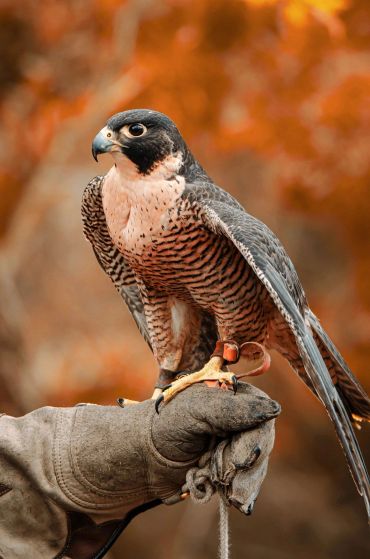 A falcon perched on a gloved hand with autumn leaves in the background.