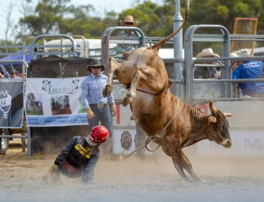 Rodeo bull rider falls as the bull bucks wildly in the arena.