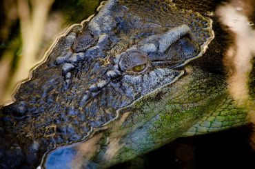 Close-up of a crocodile's textured face and eye.