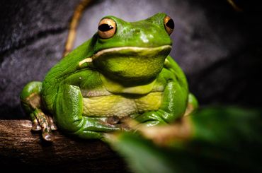 Close-up of a vibrant green frog sitting on a branch.
