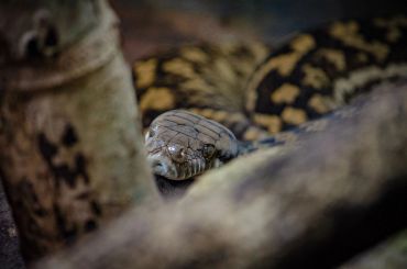 Close-up of a snake's head peeking through branches.