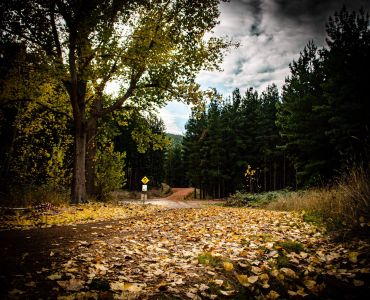 A forest path covered with fallen autumn leaves under a cloudy sky.