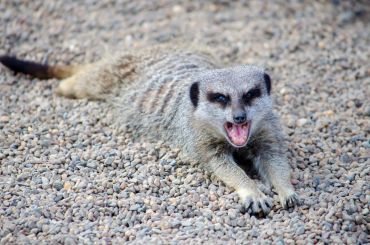 A meerkat lying on gravel with its mouth open, appearing to yawn or vocalize.