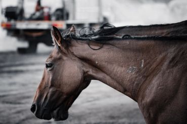 Close-up of a horse's head with a blurred urban background.
