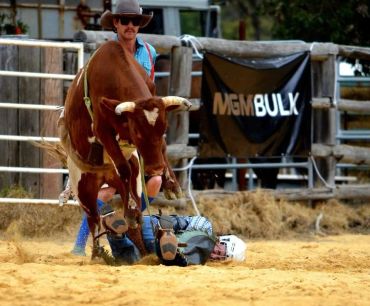 A rodeo bull rider falls off a bull during a competition.