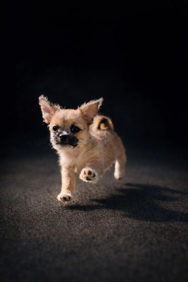 Small fluffy puppy running on dark ground with ears perked up.