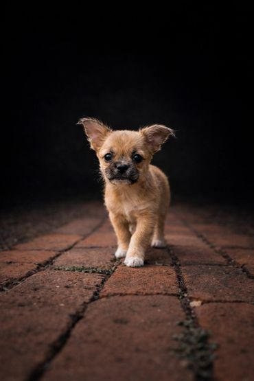Small brown puppy walking on brick pavement against a dark background.