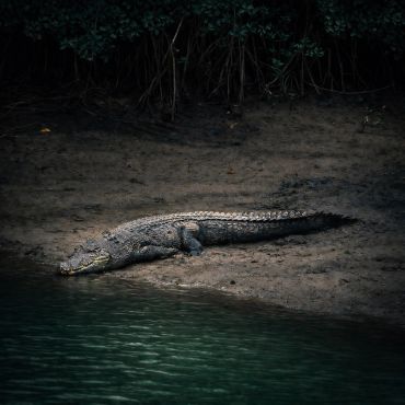A crocodile resting on muddy riverbank near dark mangrove roots.