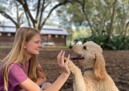 ( picture of Teddy showing off his favorite trick: high five!)