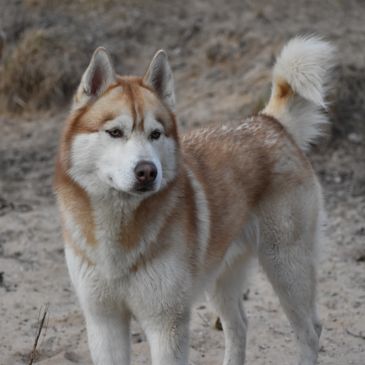 This is Bilbo one of our Studs, son of Archer and Lana from our first litter.