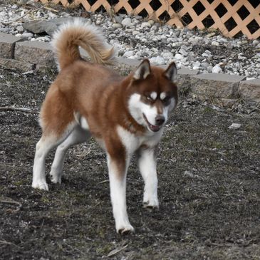 Jasper another one of our Studs, also son of Archer and Lana, from our first litter.