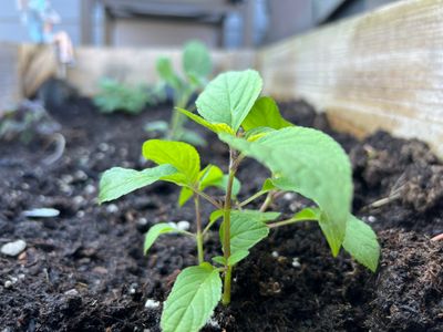 Close-up of young green plant seedlings growing in soil.
