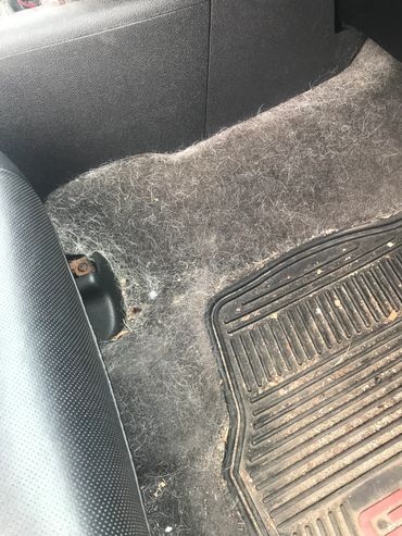 before dog hair removal