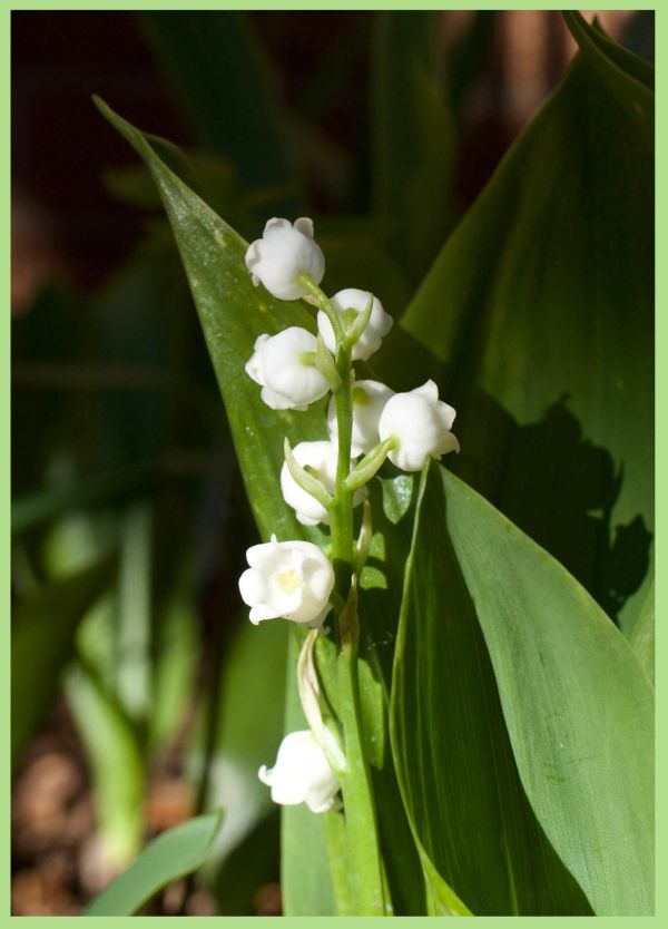 Close-up of white lily of the valley flowers amidst green leaves.