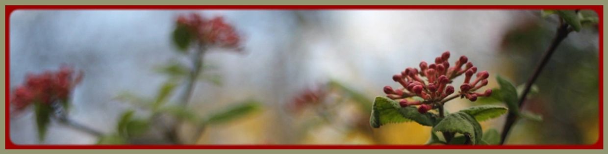 Close-up of red flower buds on branches.