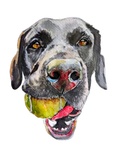 Stephs pet portraits in watercolour