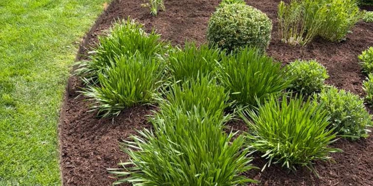 A neatly mulched garden bed with green ornamental grasses and shrubs.