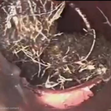 Sewer camera inspection showing serve root intrusion inside a drain line in Paramount, CA.