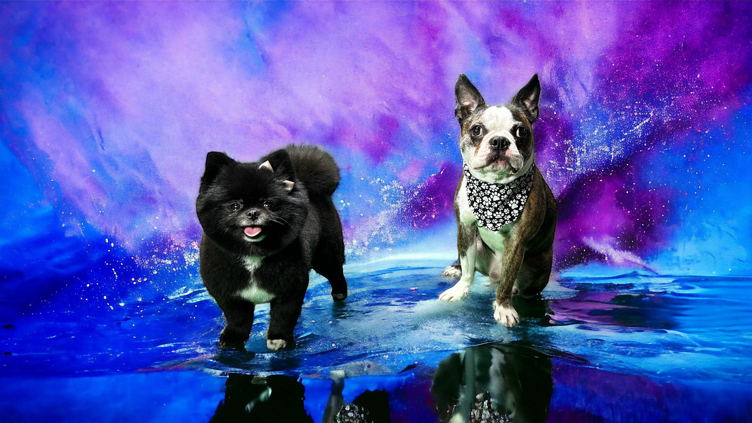 Illustration of Steak Dog Grooming Natural Light Photography