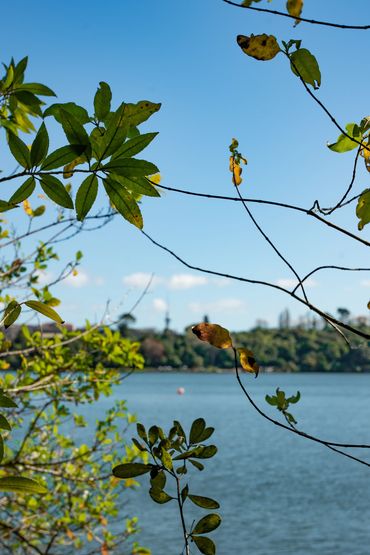 Green and yellow leaves frame a clear blue sky over a calm lake.