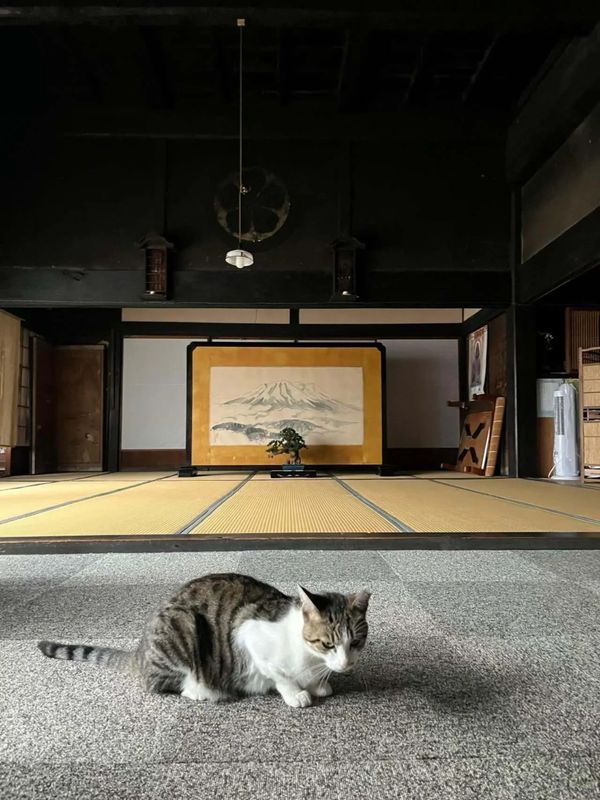 Cat sitting on the floor in a traditional room.