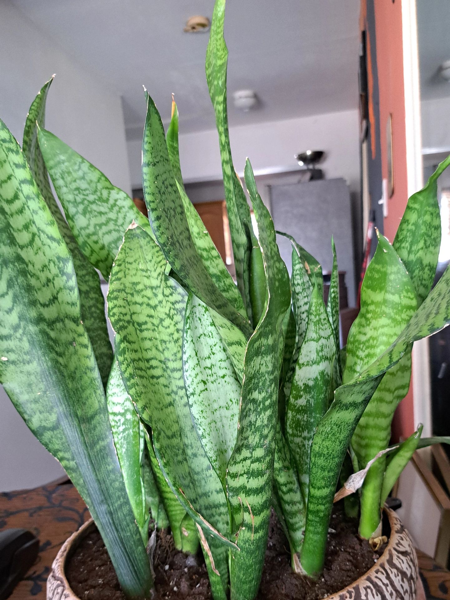 Full decor of Snake Plants in a round decorative bowl.