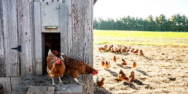 homesteading chickens